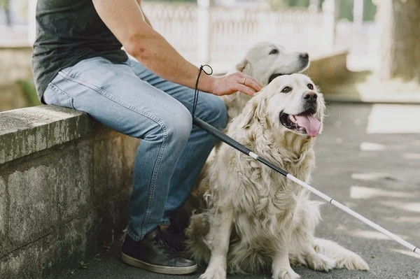 Cão-guia, labrador