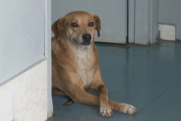 Como no filme Sempre Ao Seu Lado, cachorro de Guariba está há 8 anos esperando por sua tutora, que morreu na Santa Casa da cidade - Metrópoles