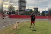 Cão bombeiro Fênix morre em Goiás após anos de missões no Brasil - imagem 2
