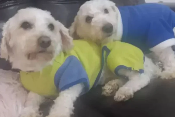 dois cachorros de pelagem branca com roupinha