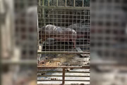 4-1151 Mais de 120 animais são resgatados de maus-tratos em sítio de SP
