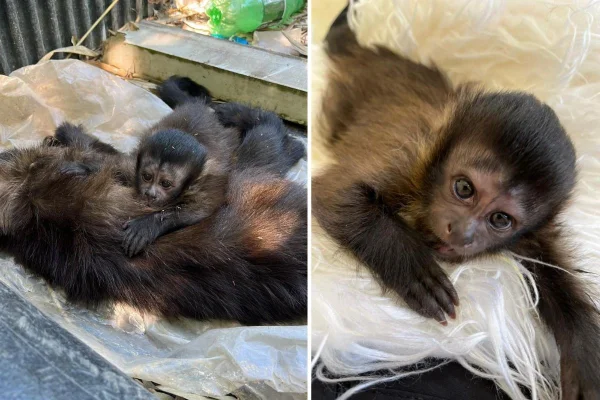 Montagem com fotos coloridas de macaquinho órfão após a mãe ser atropelada - Metrópoles