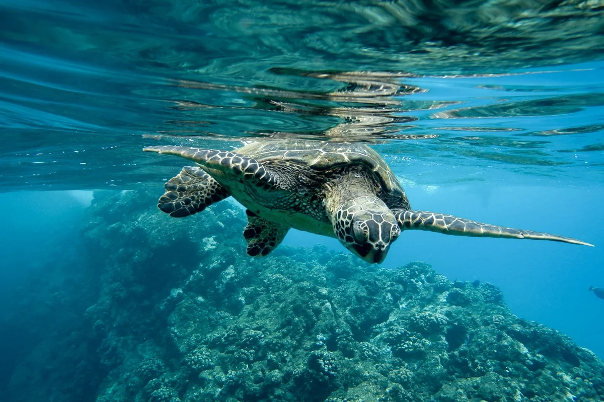 Navegação Imprecisa: Tartarugas Marinhas Usam Campo Magnético da Terra, mas Estudo em Science Advances Revela Rotas Longas e Desviadas no Oceano Índico