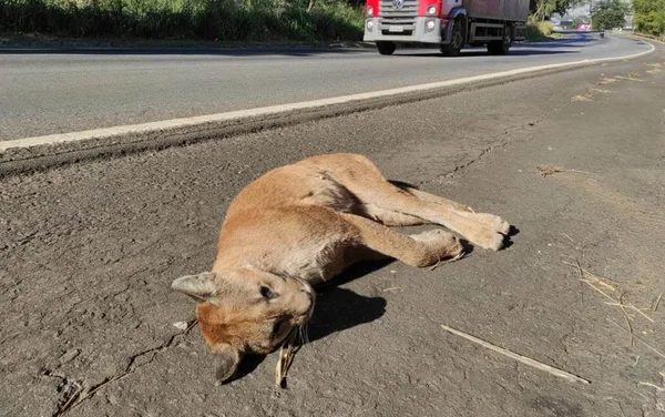goias onça sucuarana morta