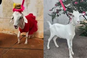 Cabrita Betina, que viralizou nas redes sociais, falece durante gestação - imagem 4 Cabrita Betina, que viralizou nas redes sociais, falece durante gestação - imagem 4