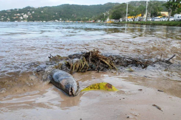 Lagoa em SC tem zona morta após desastre ambiental, diz pesquisador da UFSC