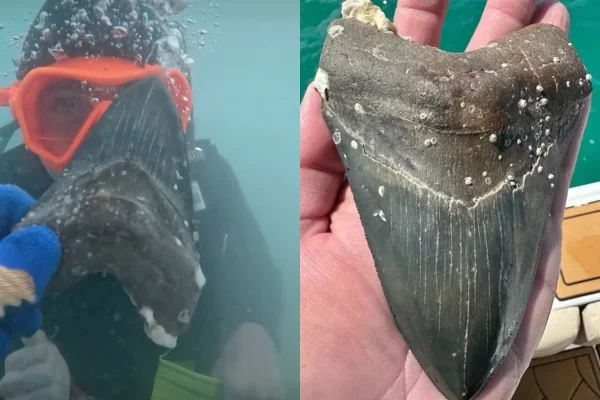 Jovem encontra dente de tubarão pré-histórico e tamanho impressiona
