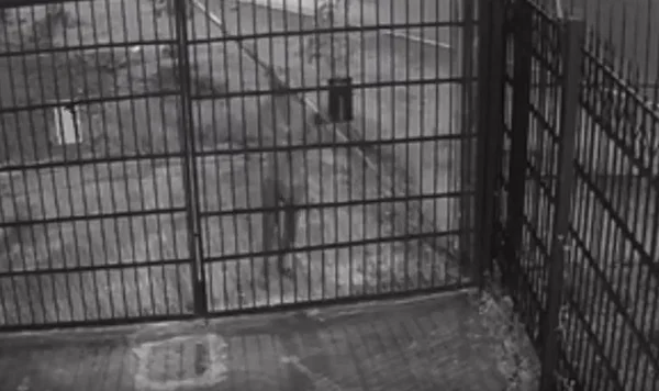 Vídeo: homem tenta furtar cabos de energia de comércio em Águas Claras