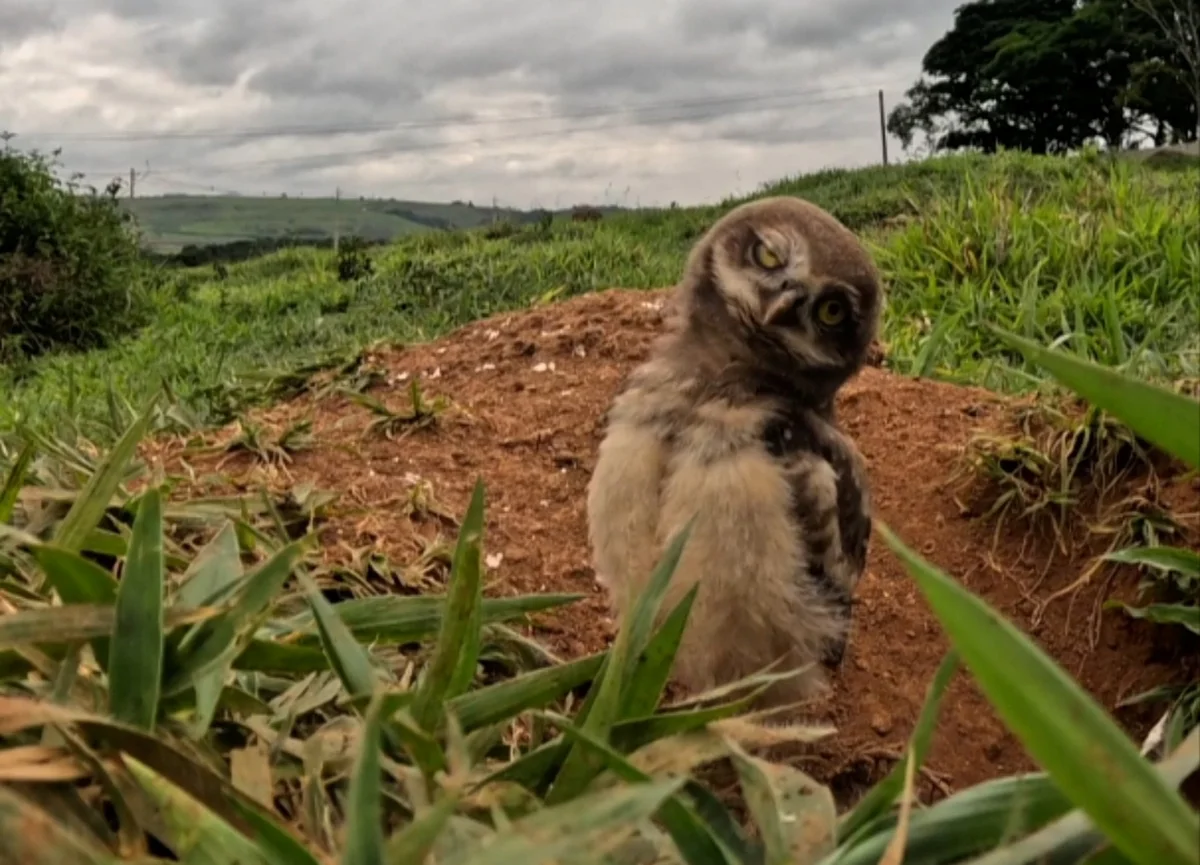 Fotógrafo Adilson capturou família de corujas Fotógrafo Adilson capturou família de corujas