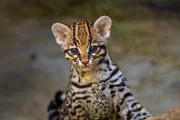 Nova moradora: filhote de jaguatirica nasce no zoológico de São Paulo - imagem 3