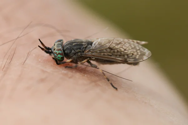 Foto colorida de mosca em pele - Metrópoles