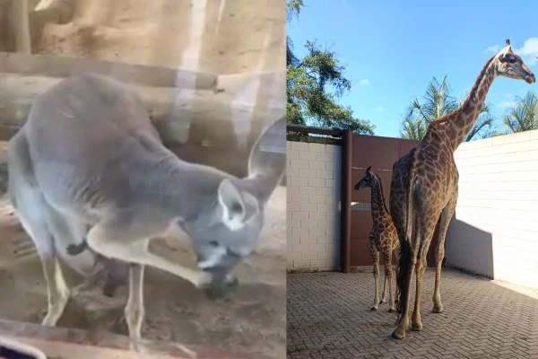 Filhotes de canguru e girafa nasceram no Animália Park, na região metropolitana de São Paulo, ainda em 2026. Público já pode ver os animais - Metrópoles