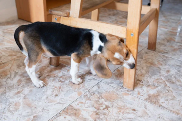 Imagem colorida de cachorro mordendo cadeira de madeira