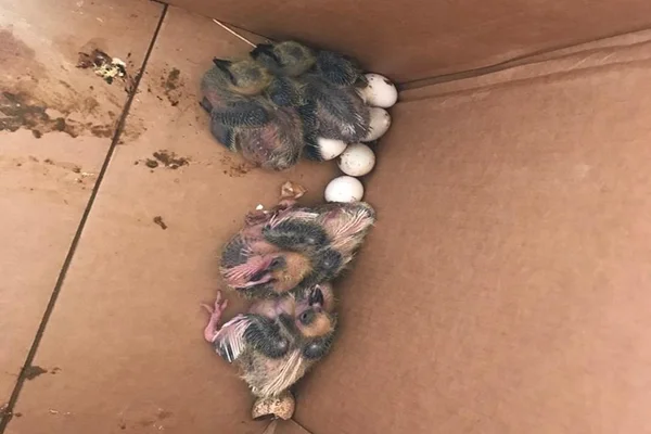 Filhotes de pombo na UnB - Metrópoles