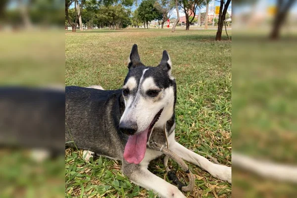 Cachorro branco com preto com língua para fora deitado em grama