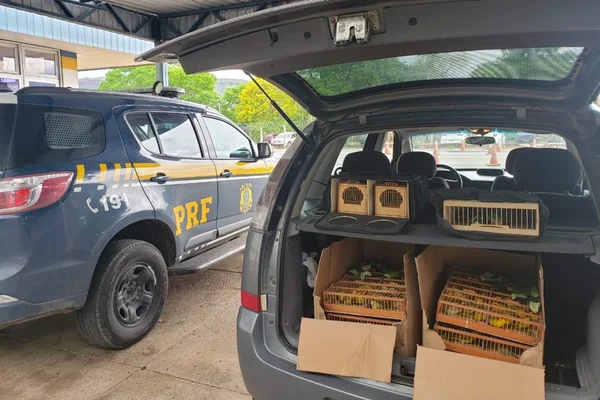 PRF apreende homem que transportava pássaros ilegais
