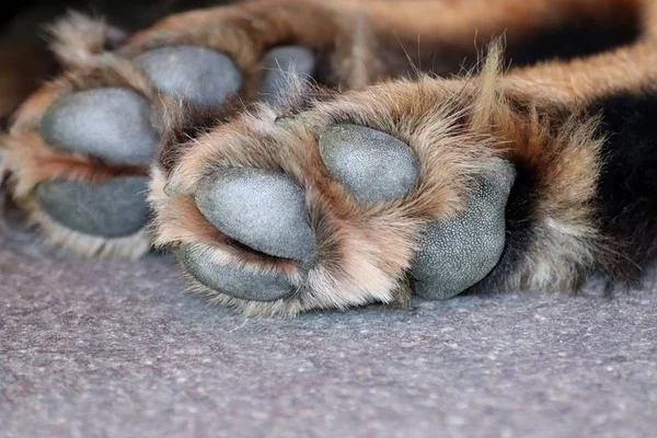 Por que as patas dos cachorros têm cheiro de salgadinho?