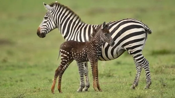 zebra com bolinhas