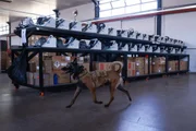 Cães farejadores da PMDF vistoriam urnas eletrônicas a 5 dias do 2° turno - imagem 5