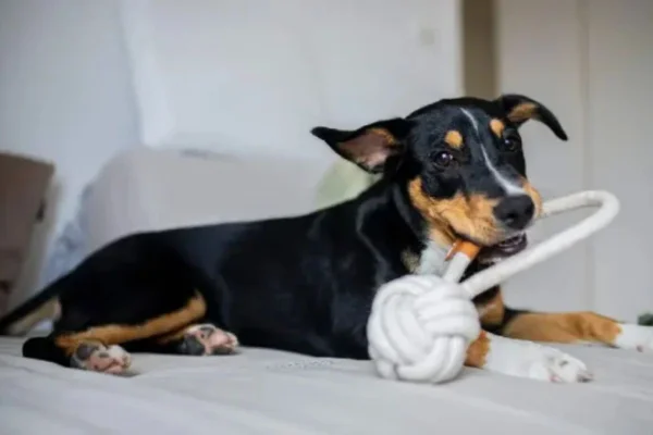 Cachorro Brincando com corda