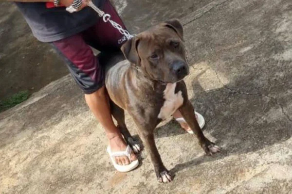 pit bull invade casa de idoso e mata pischer em goiás
