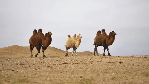 Foto colorida de camelos