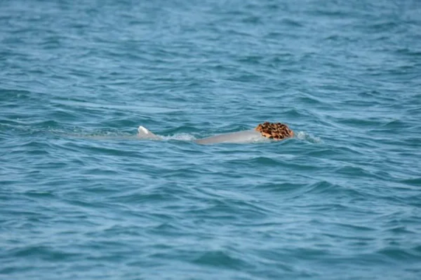 foto colorida golfinho com chapéu de esponja