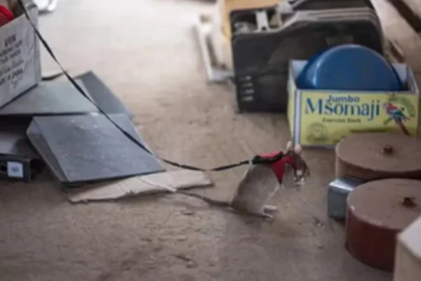 Rato