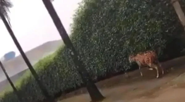 foto colorida de cervo em bairro residencial