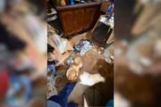 3-1605 Mais de 120 animais são resgatados de maus-tratos em sítio de SP