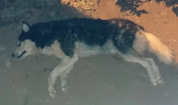 Cachorro morto em furto a casa do Jardim Botânico