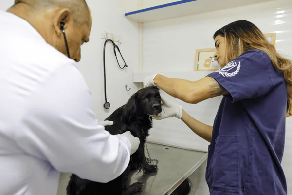 Cães e gatos receberão atendimento veterinário gratuito no Paranoá