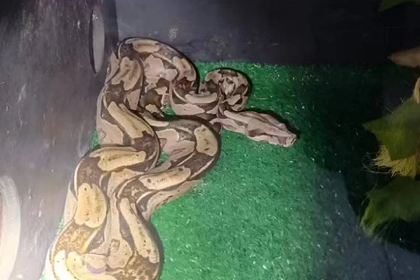 Cobra mantida em cativeiro- Metrópoles