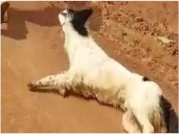 cachorro-arrastado-rua-minas-gerais-metropoles