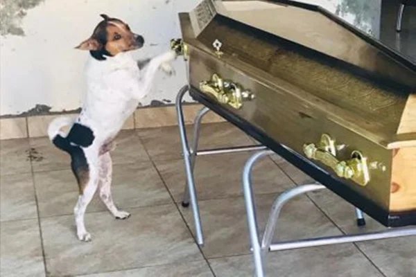 Cachorro ao lado de caixão