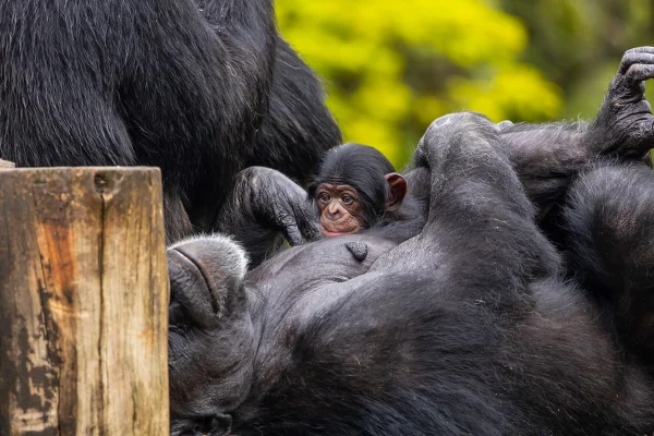 Imagem colorida mostra bebê chimpanzé com a mãe - Metrópoles