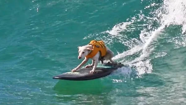 Foto colorida da cadela Sugar surfando