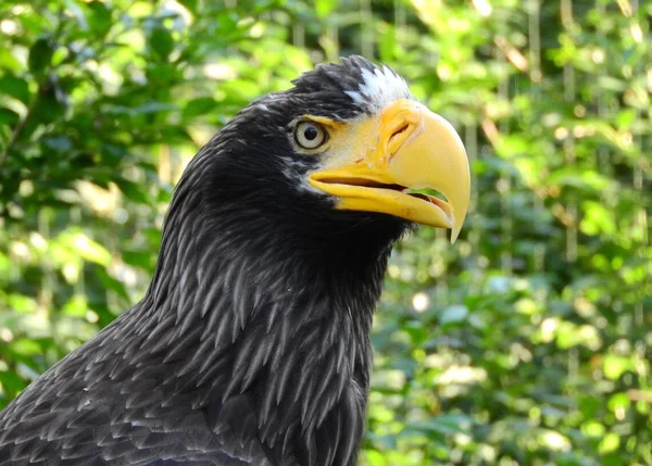 Águia gigante apareceu a 8.000 km de distância de seu habitat natural