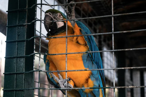 Papagaio-verdadeiro colorido em uma gaiola no jardim zoológico. Mantendo pássaros e animais selvagens presos no zoológico para entretenimento turístico. Metrópoles