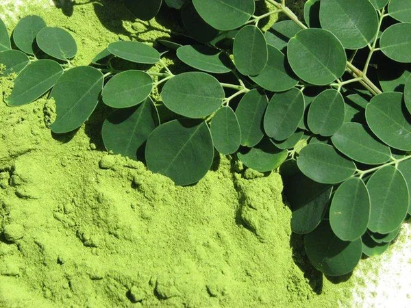 Conheça a moringa, excelente fonte de muitas vitaminas e minerais