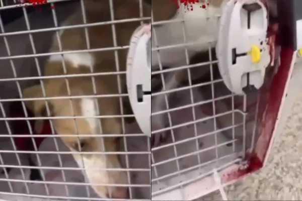 imagem colorida mostra cachorra ensanguentada transportada pela latam - Metrópoles