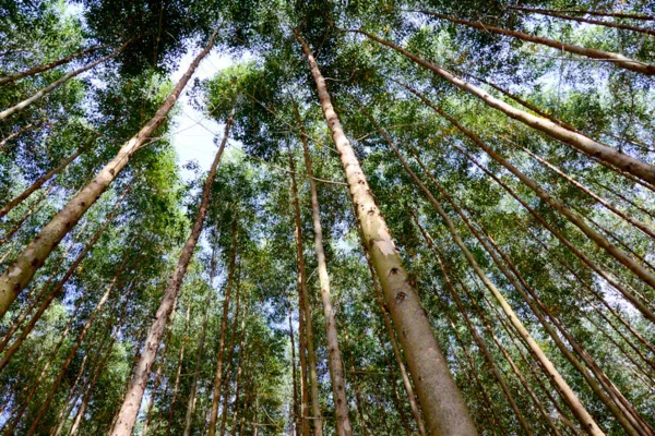 Imagem colorida floresta de eucalipto - Metrópoles