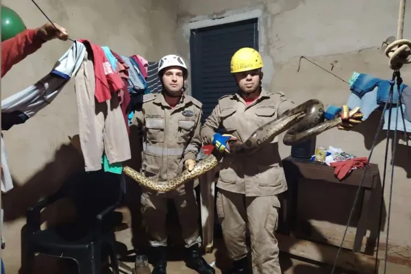 Sucuri de 3 metros é encontrada dentro de casa em Goiás