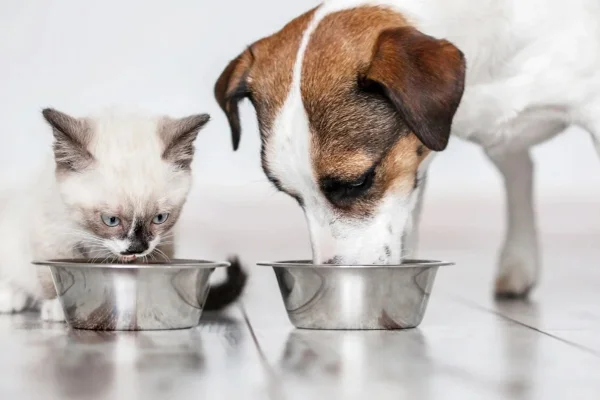 GDF cria política de bem-estar para cães e gatos; entenda