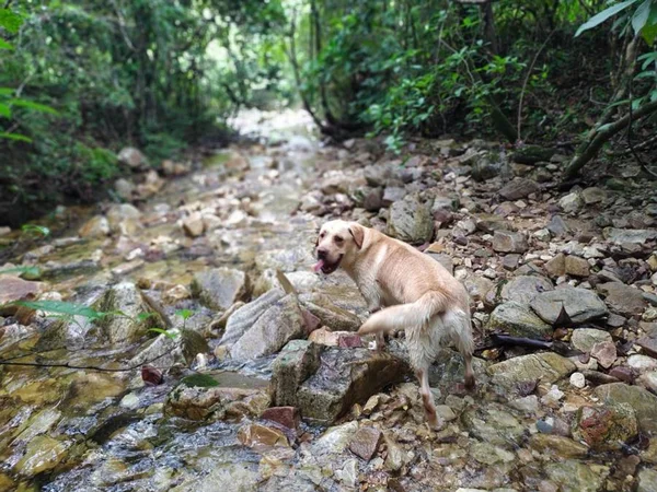 Bombeiros usam cães em buscas por turista sumido na Chapada