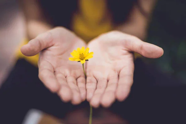 Flor em mãos