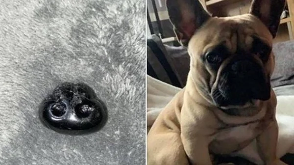 Mulher entra em pânico ao acreditar que cão perdeu o focinho