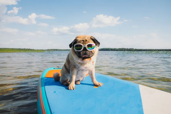cachorro caramelo da raça pug em cima de uma prancha