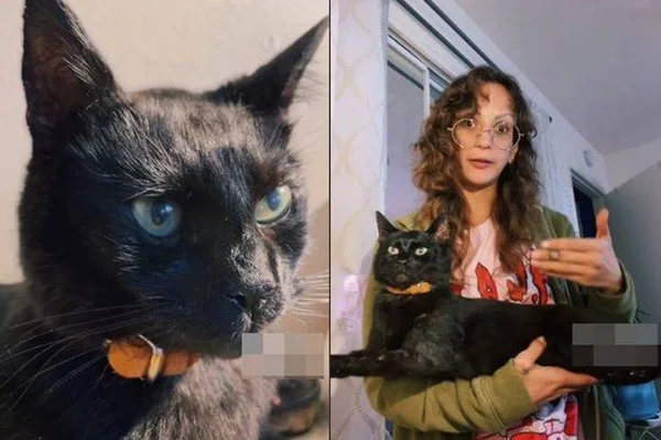 Na foto, duas imagens: um gato e uma m7ulher segurando o gato preto - Metrópoles