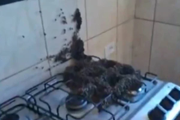Queimadas devem ter sido a causa da migração das abelhas. Proprietário teve que abandonar sua casa em Taubaté por 2 dias - Metrópoles